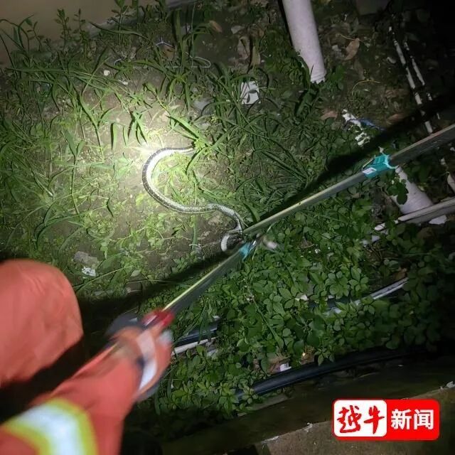 小心！小心！蛇出没！绍兴多地发现了
