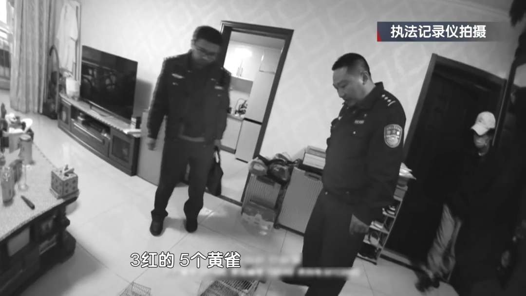北京三名男子在林中架设大网捕鸟，然后悲剧了！