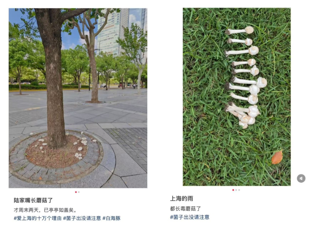 近期集中出现！上海官方提醒：不要吃！
