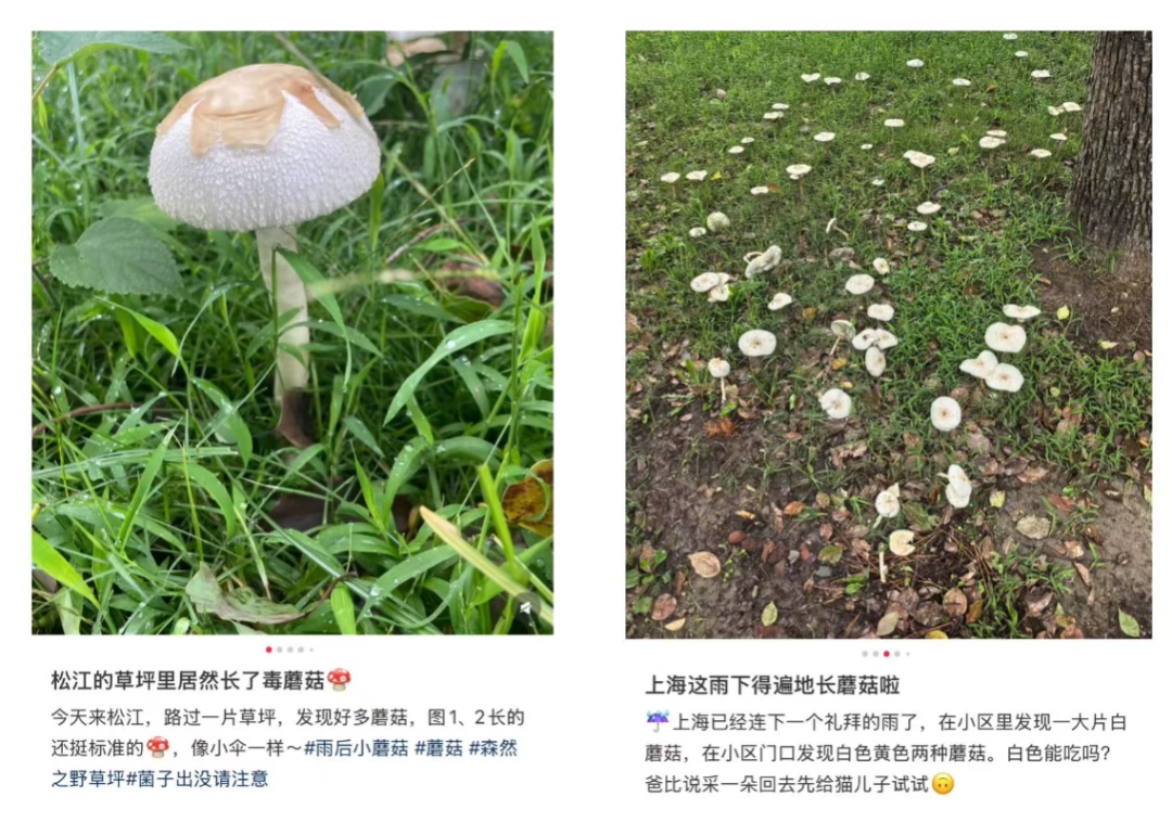近期集中出现！上海官方提醒：不要吃！