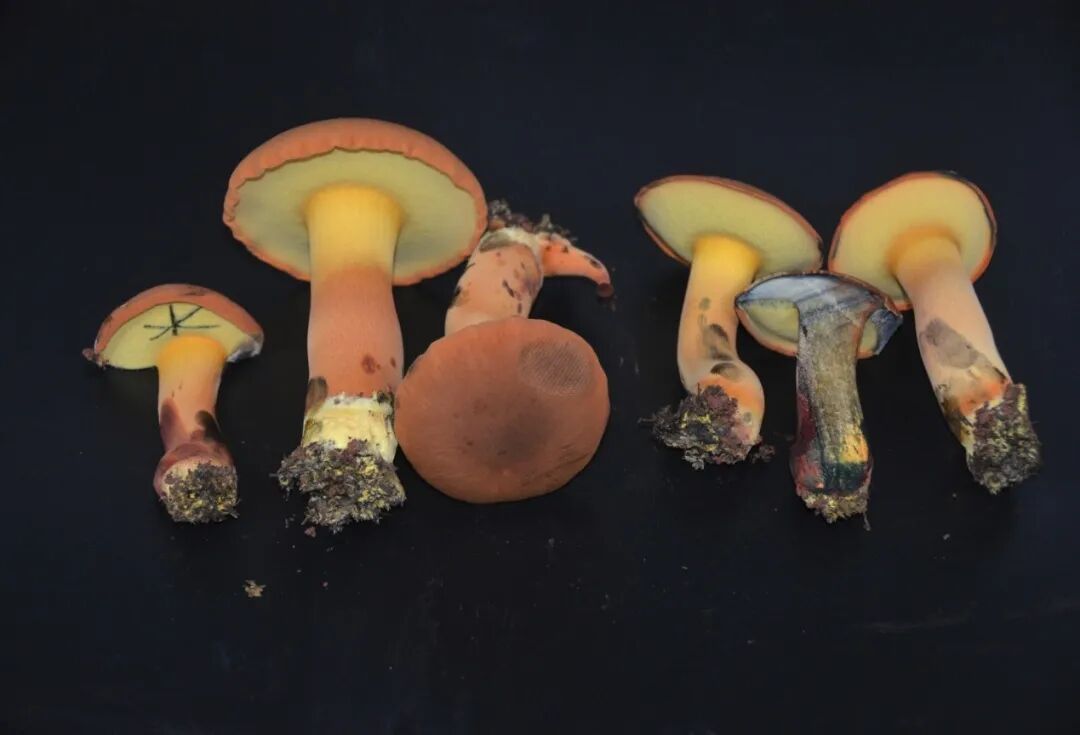 吃菌自由！这些野生菌，已经实现人工量产啦