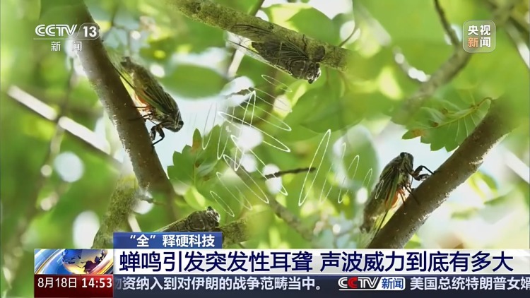 蝉鸣引发突发性耳聋 声波威力到底有多大? 蝉鸣引发突发性耳聋 声波威力到底有多大?
