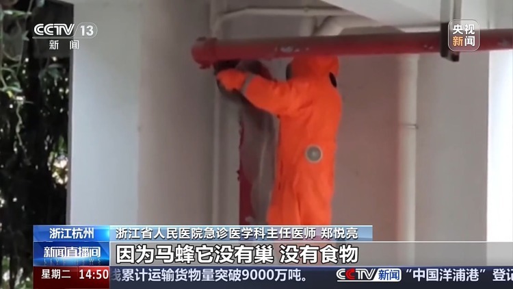 台风前后蜂类攻击性增强！医生提醒：被蜇伤不能热敷