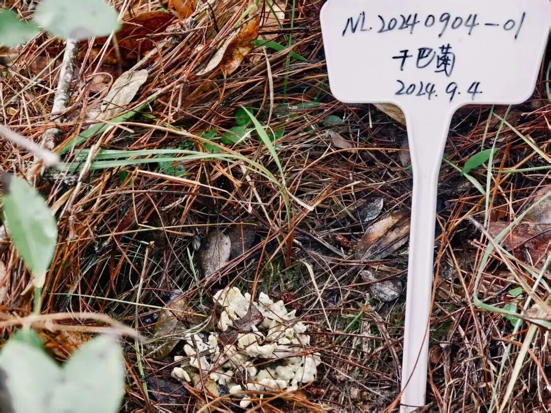 吃菌自由！这些野生菌，已经实现人工量产啦