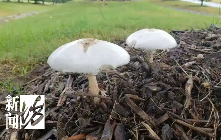 近期集中出现！上海官方提醒：不要吃！