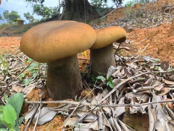 吃菌自由！这些野生菌，已经实现人工量产啦