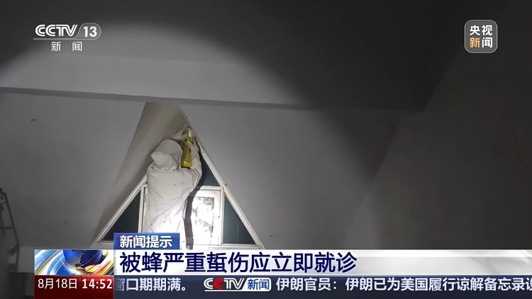 台风前后蜂类攻击性增强！医生提醒：被蜇伤不能热敷