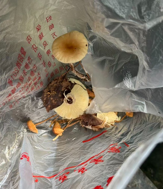 “经AI认证为无毒”，一人吃完野蘑菇进了ICU