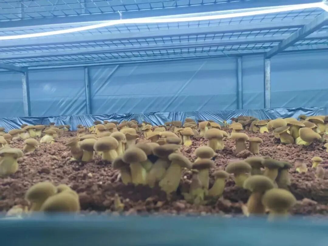吃菌自由！这些野生菌，已经实现人工量产啦
