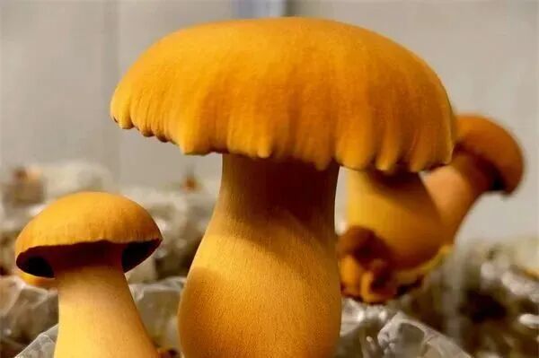 吃菌自由！这些野生菌，已经实现人工量产啦