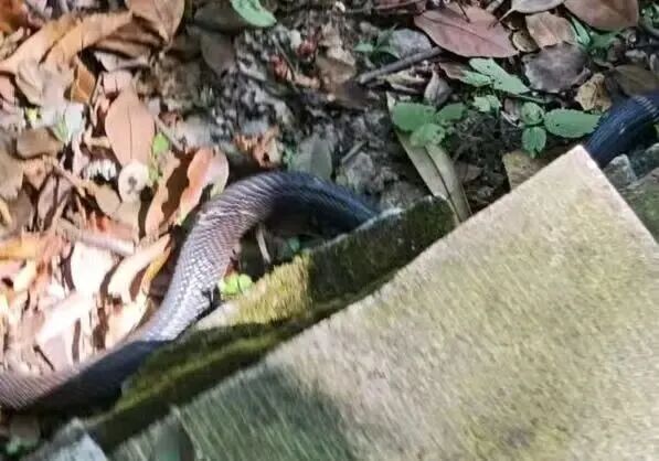 小心！小心！蛇出没！绍兴多地发现了
