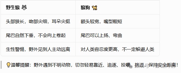 阿勒泰出现野生狼？官方公告来了！
