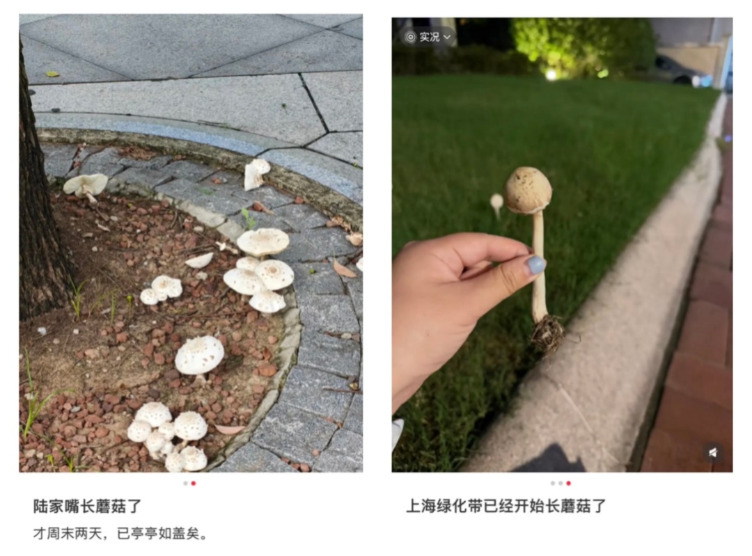 近期集中出现！上海官方提醒：不要吃！