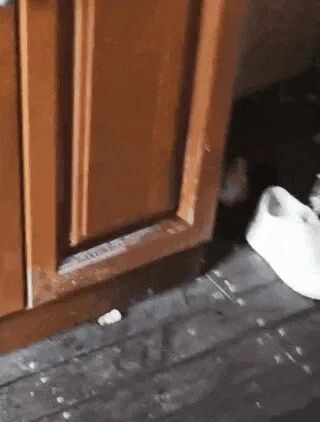 小心！小心！蛇出没！绍兴多地发现了