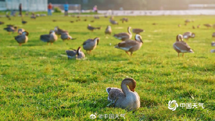 北京奥森南园大雁齐聚 北京奥森南园大雁齐聚
