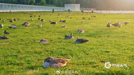 北京奥森南园大雁齐聚 北京奥森南园大雁齐聚