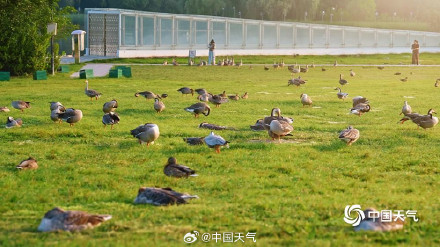 北京奥森南园大雁齐聚 北京奥森南园大雁齐聚