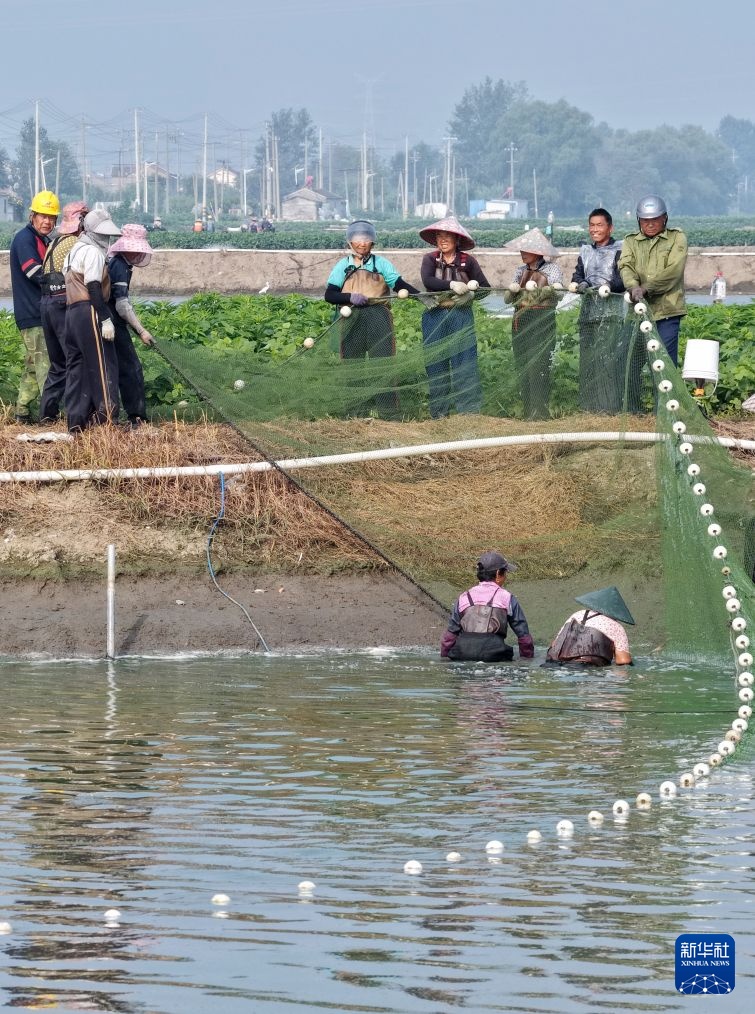 江苏高邮:虾肥开捕迎丰收 江苏高邮:虾肥开捕迎丰收