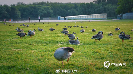 北京奥森南园大雁齐聚 北京奥森南园大雁齐聚