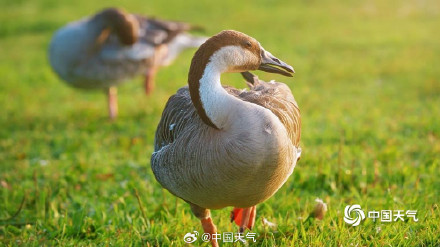 北京奥森南园大雁齐聚 北京奥森南园大雁齐聚