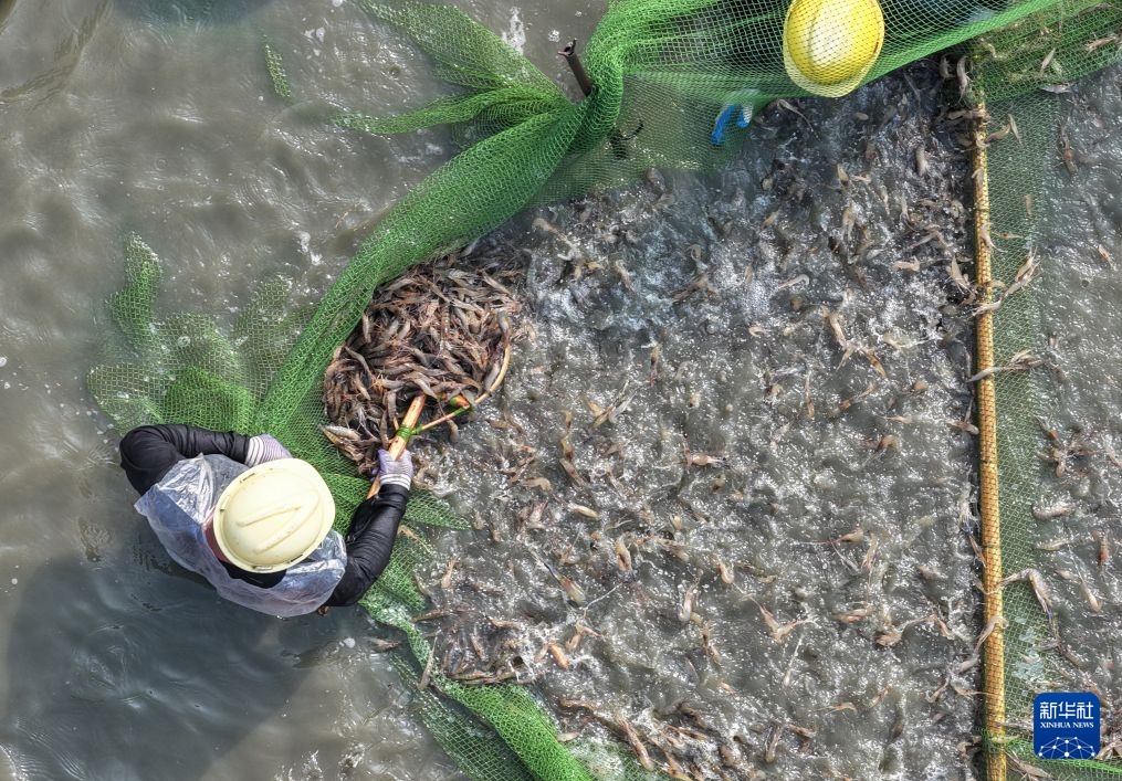 江苏高邮:虾肥开捕迎丰收 江苏高邮:虾肥开捕迎丰收