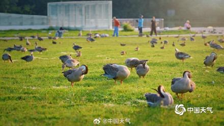 北京奥森南园大雁齐聚 北京奥森南园大雁齐聚