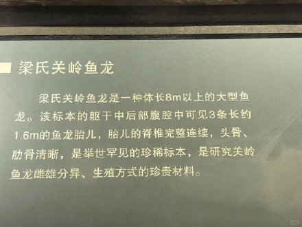 “怀了三个宝宝”的鱼龙化石火了,贵州省地质博物馆:是鱼龙不是恐龙 “怀了三个宝宝”的鱼龙化石火了,贵州省地质博物馆:是鱼龙不是恐龙