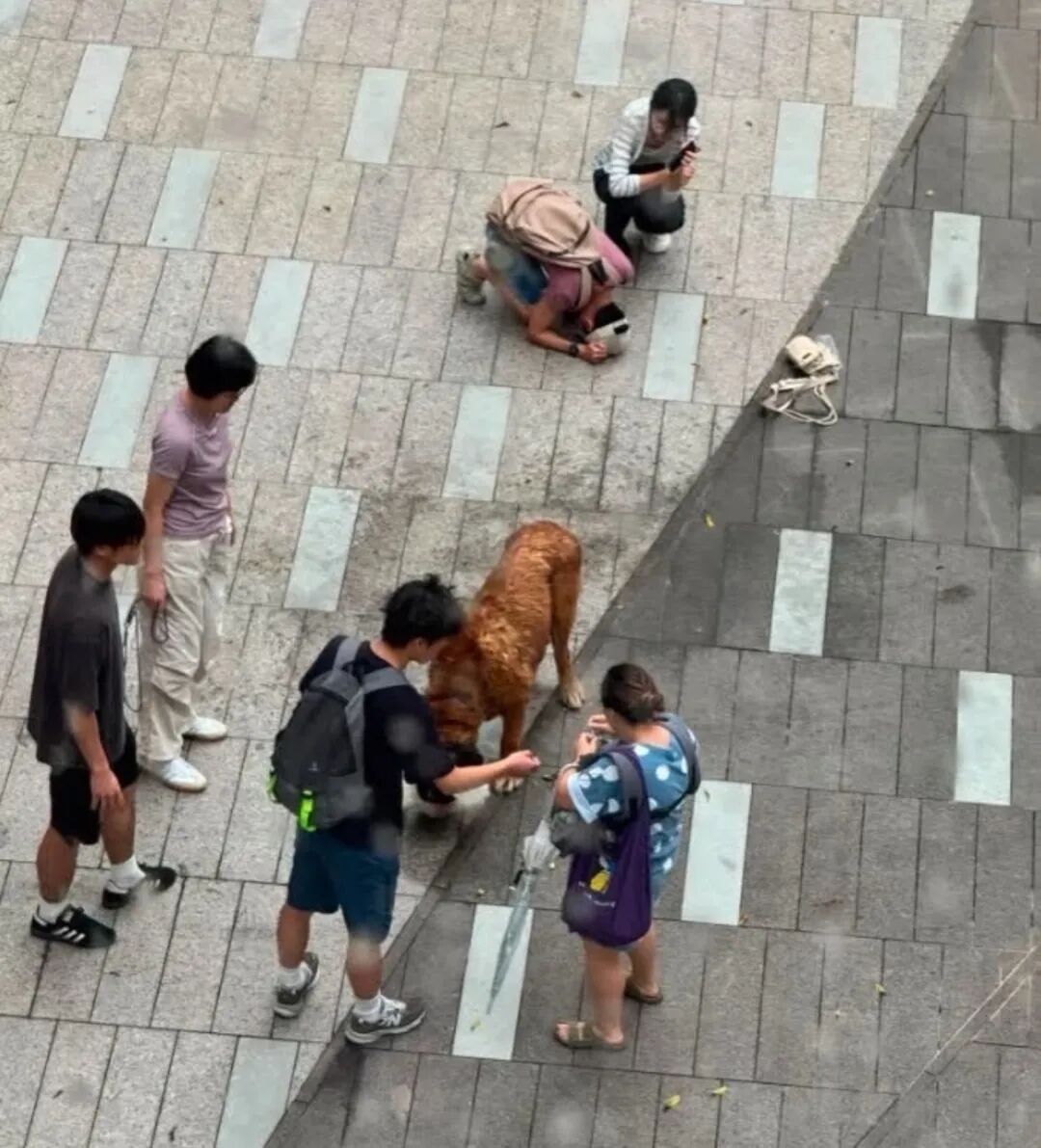 香港一大狗20分钟内接连咬死2只小狗，狗主人已被控告，最高可判3年监禁与20万港元罚款