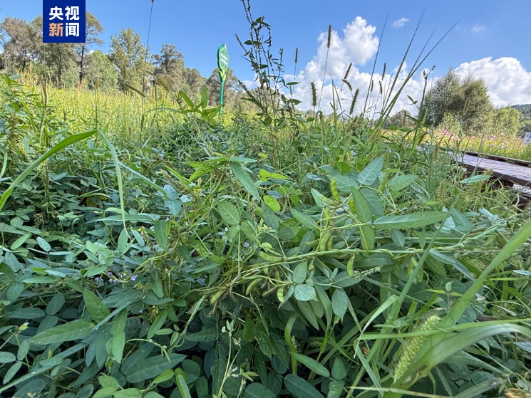 “植物界大熊猫”野大豆群落现身山西静乐汾河川国家湿地公园 “植物界大熊猫”野大豆群落现身山西静乐汾河川国家湿地公园