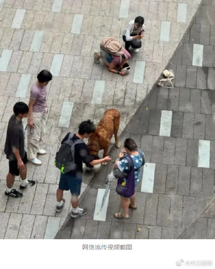 香港大狗咬死2小狗 主人或判3年监禁 香港大狗咬死2小狗 主人或判3年监禁