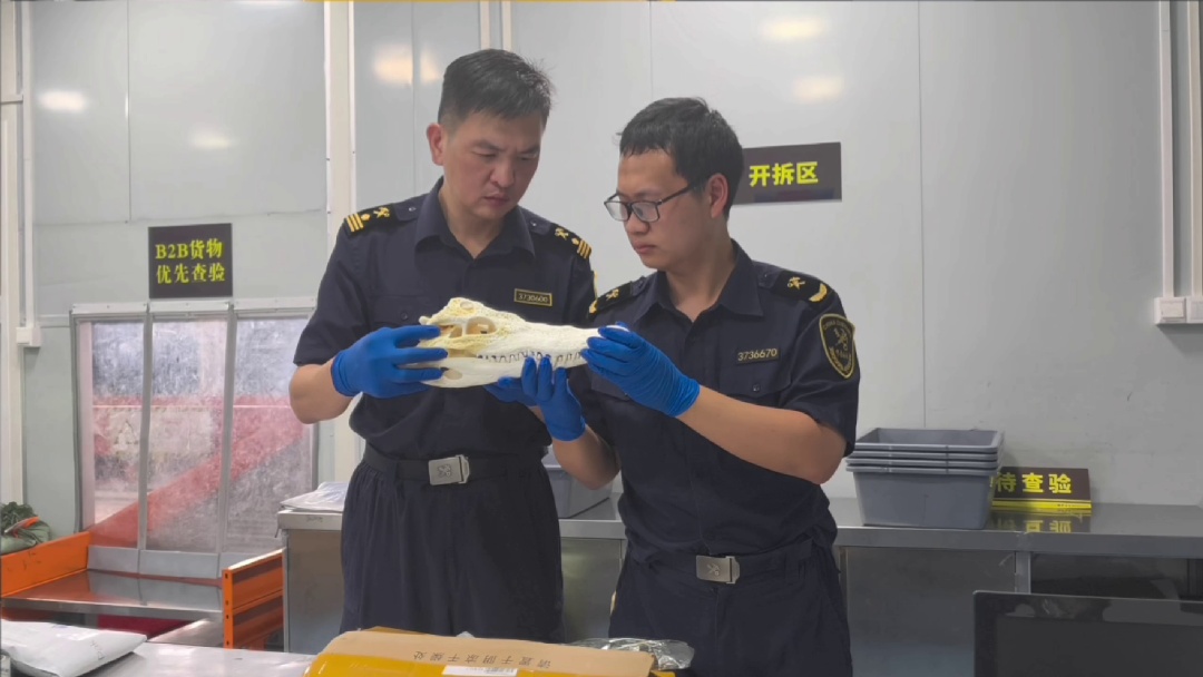 首次查获!厦门海关在出口包裹中发现鳄鱼头骨! 首次查获!厦门海关在出口包裹中发现鳄鱼头骨!