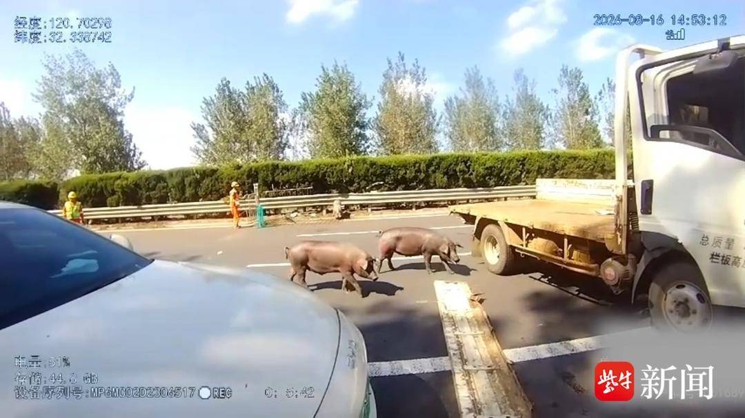 “二师兄”翻车出逃堵路 南通交警上演“抓猪大战” “二师兄”翻车出逃堵路 南通交警上演“抓猪大战”