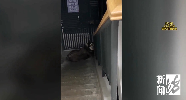 深夜楼道亮灯瞬间吓一跳,徐汇女子一晚开门6次都在!邻居指认同一租户:我们都很崩溃 深夜楼道亮灯瞬间吓一跳,徐汇女子一晚开门6次都在!邻居指认同一租户:我们都很崩溃