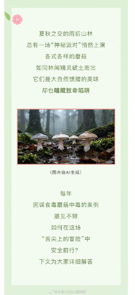 雨后山林的神秘派对:识别毒蘑菇的“伪装术” 雨后山林的神秘派对:识别毒蘑菇的“伪装术”