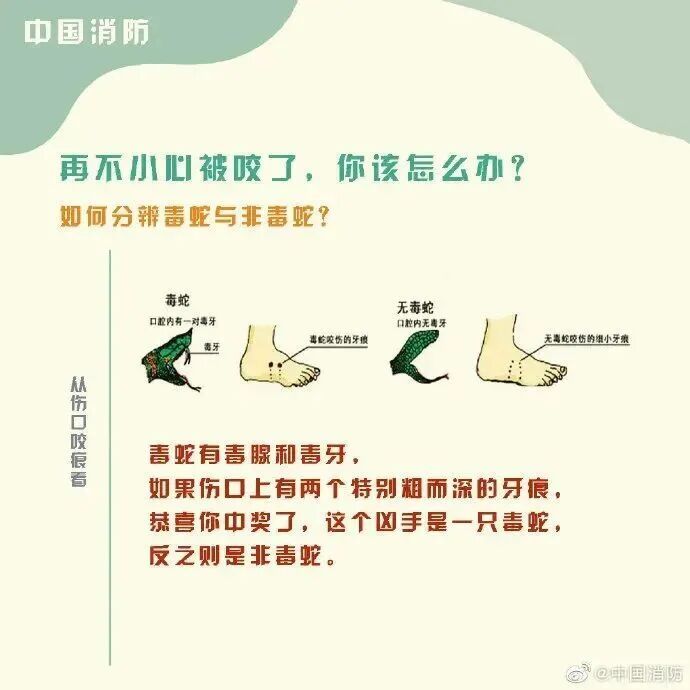 车里总有股臭味!女子凑近副驾驶惊呆: 一条蛇死了三四天… 车里总有股臭味!女子凑近副驾驶惊呆: 一条蛇死了三四天…