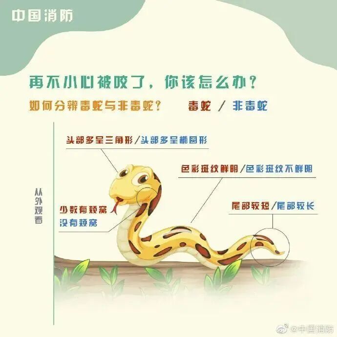 车里总有股臭味!女子凑近副驾驶惊呆: 一条蛇死了三四天… 车里总有股臭味!女子凑近副驾驶惊呆: 一条蛇死了三四天…