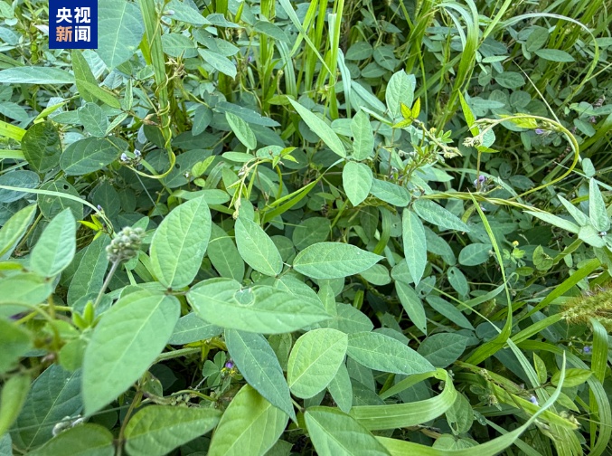 “植物界大熊猫”野大豆群落现身山西静乐汾河川国家湿地公园 “植物界大熊猫”野大豆群落现身山西静乐汾河川国家湿地公园