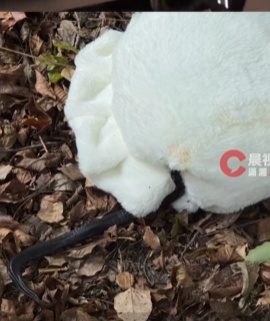 车里总有股臭味!女子凑近副驾驶惊呆: 一条蛇死了三四天… 车里总有股臭味!女子凑近副驾驶惊呆: 一条蛇死了三四天…