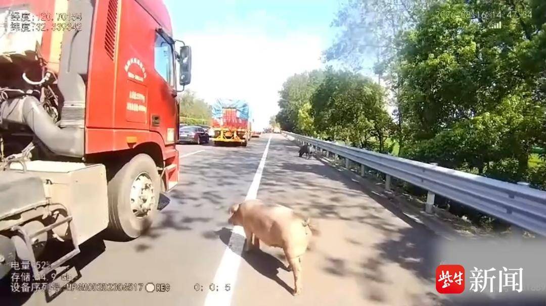 “二师兄”翻车出逃堵路 南通交警上演“抓猪大战” “二师兄”翻车出逃堵路 南通交警上演“抓猪大战”