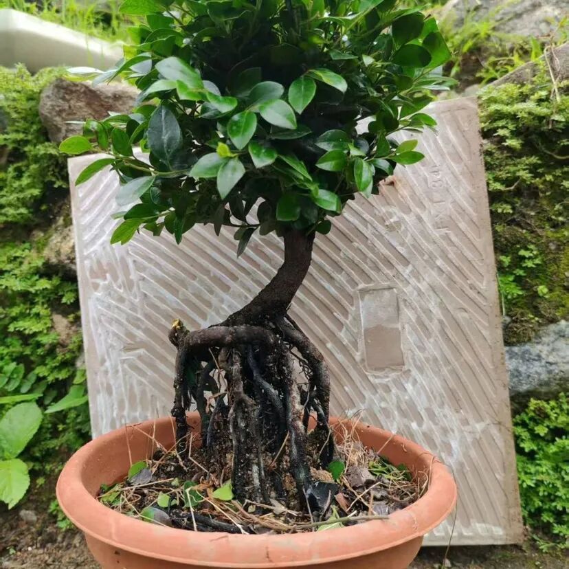 广州查获一起非法售卖野生金毛狗蕨案，数量高达3170株，违法当事人已被刑事拘留