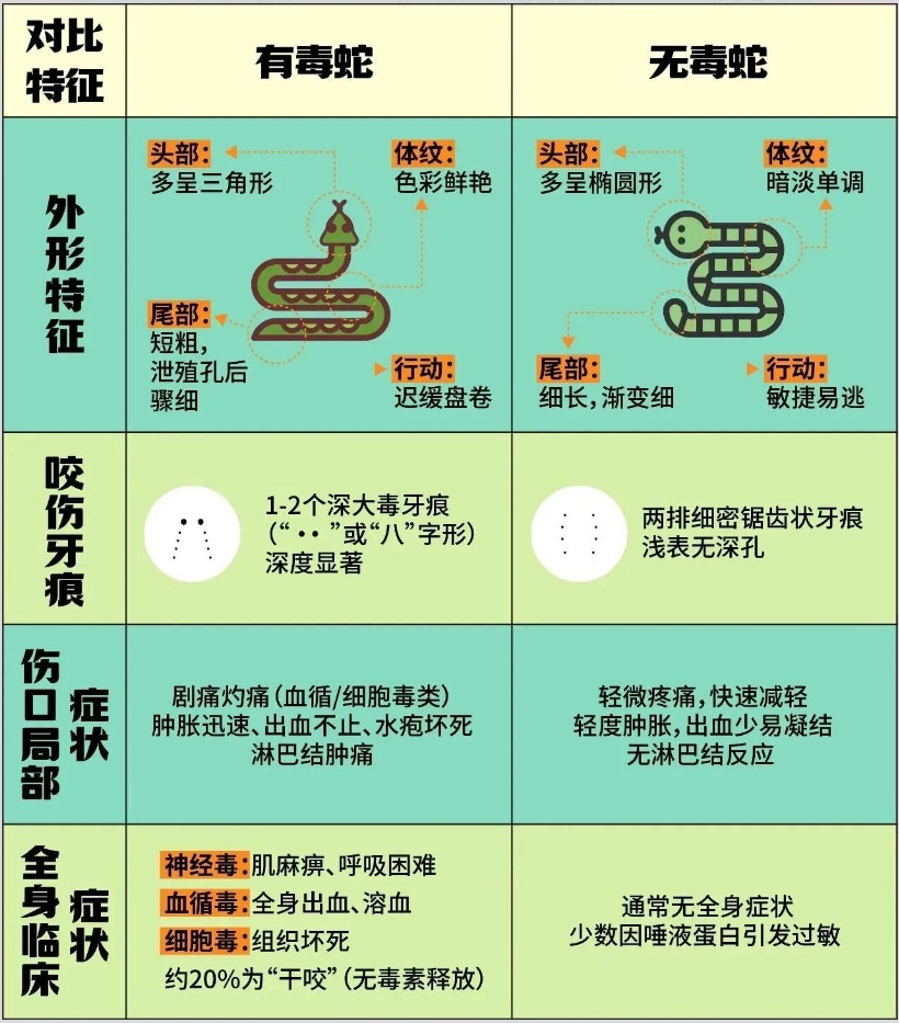 剧毒银环蛇凌晨闯入云南一村民家！近期高发，紧急提醒→