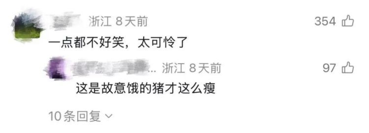 “头一次用骨瘦如柴形容猪”！“排骨猪”火了！网友自嘲：猪都能瘦，就我瘦不了……