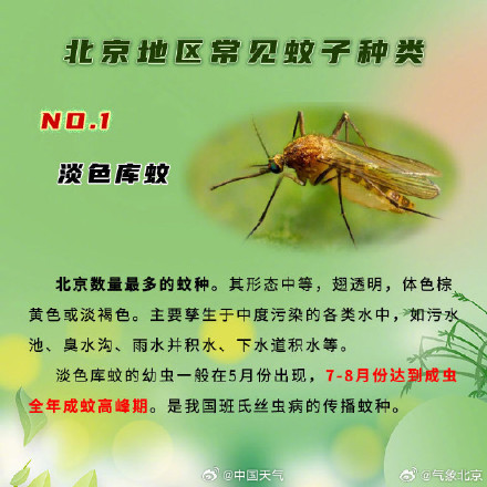 北京蚊虫叮咬风险较高 北京蚊虫叮咬风险较高
