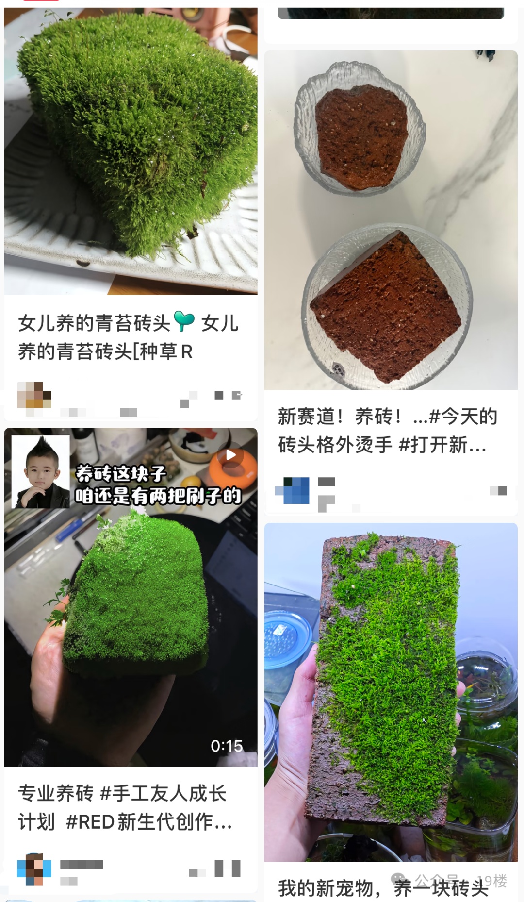 突然火了，全网年轻人都在“养砖头”？网友：这也能当宠物…