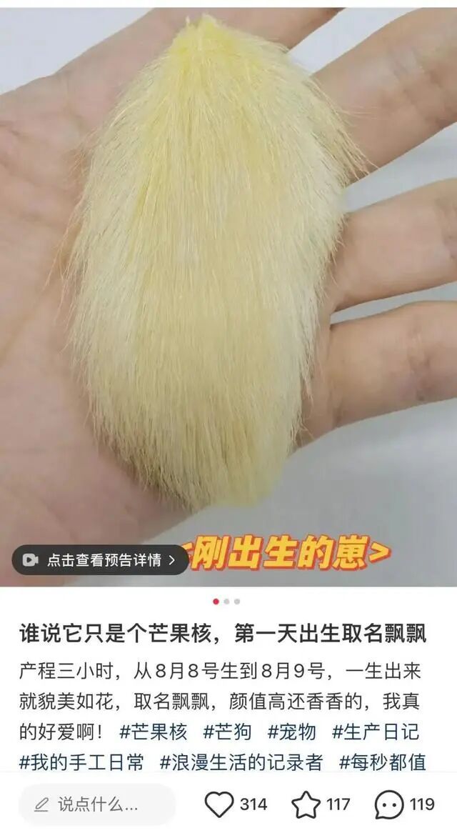 突然火了，全网年轻人都在“养砖头”？网友：这也能当宠物…