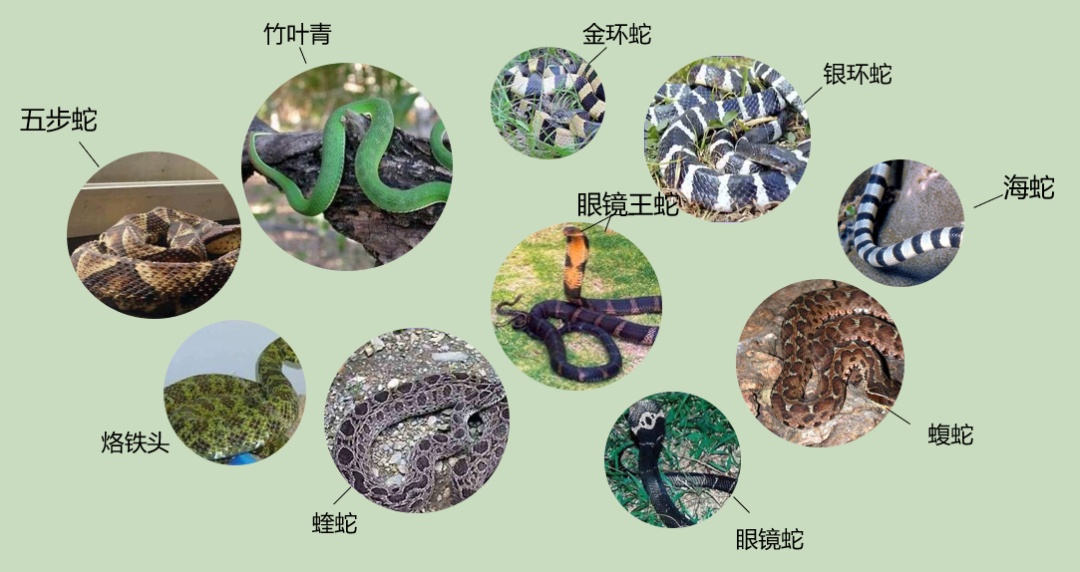 剧毒银环蛇凌晨闯入云南一村民家！近期高发，紧急提醒→