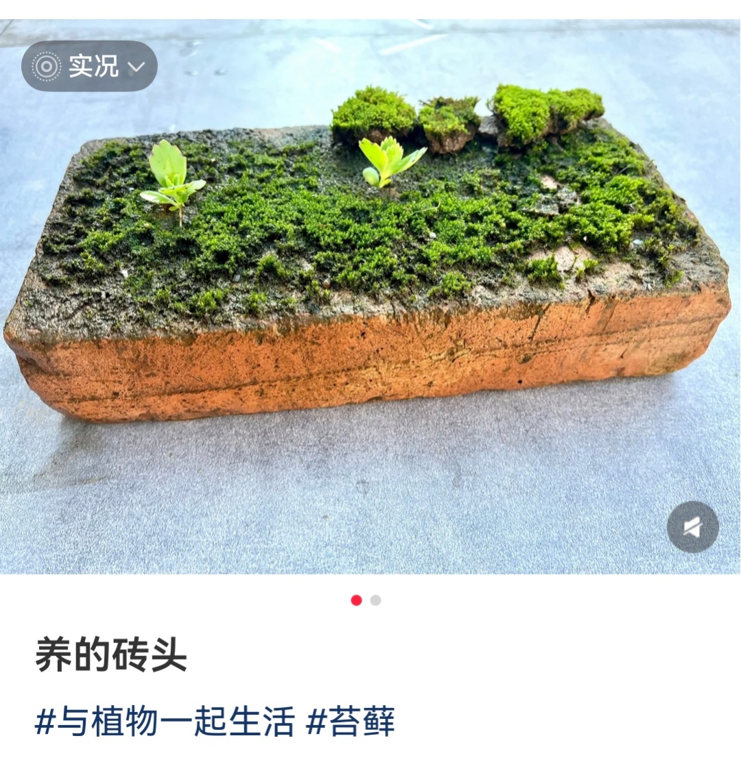 你没看错,年轻人开始流行“养砖头”了 你没看错,年轻人开始流行“养砖头”了