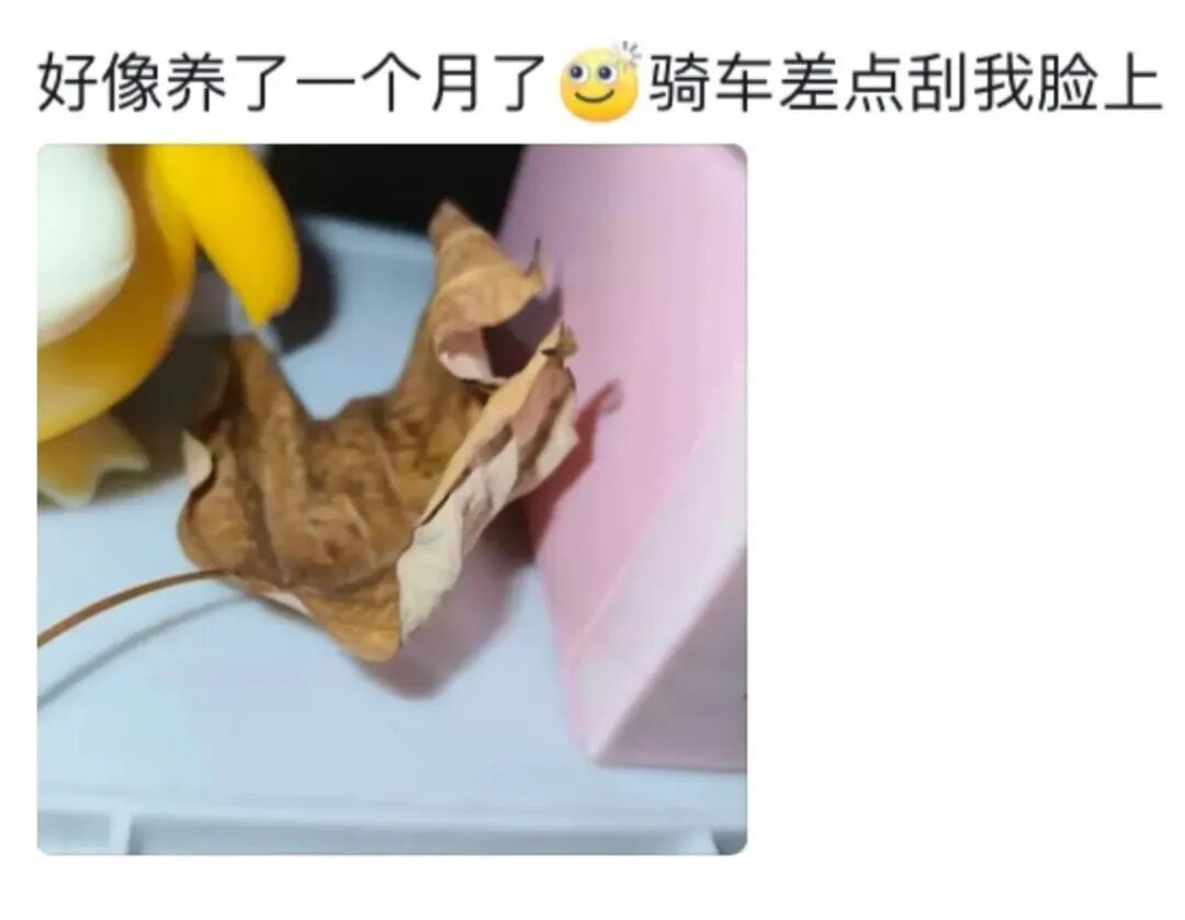 突然火了，全网年轻人都在“养砖头”？网友：这也能当宠物…