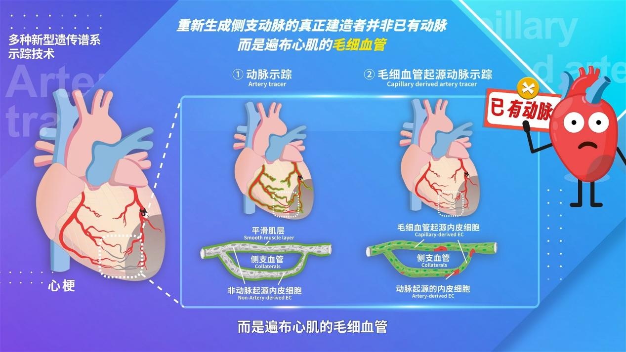 新成果+1 研究揭示毛细血管对心脏修复的关键作用