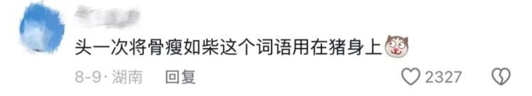 “头一次用骨瘦如柴形容猪”！“排骨猪”火了！网友自嘲：猪都能瘦，就我瘦不了……